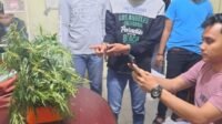 Hendak Transaksi Ganja 1.5 Kg, Warga Desa Sungai Tebal di Tangkap Polisi
