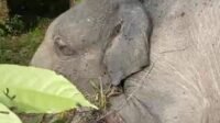 Warga Temukan Anak Gajah Telah Mati Tepi Sungai Tabir