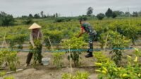Laksanakan Pendampingan, Babinsa Koramil 420-04/Sarolangun Serda Harjanto Bantu Petani Panen Cabe Rawit
