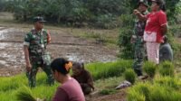 Tingkatkan Swasembada Pangan, Babinsa Koramil 03/Pauh Komsos Dengan Petani Padi