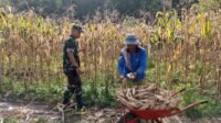 TNI Terus Dampingi Petani Agar Program Ketahanan Pangan Tercapai