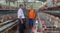 TNI Sosialisasi dan Beri Semangat ke Peternak Ayam Petelur