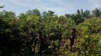 Koramil 420-06/Muara Siau Himbau Warga Cegah Karhutla