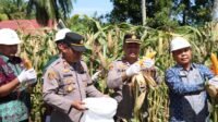 Dukung Program Ketahanan Pangan,Polres Merangin Panen Jagung Perdana