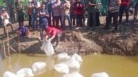 Wabup Khafid  Sebar Benih Ikan Pokdakan Karya Utama di Pulau Rengas Ulu