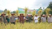 Bupati M Syukur Panen Raya Padi Sawah di Kampung Halaman Desa Bukit Batu