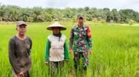 Dukung Program Ketahanan Pangan,  TNI dan Petani Siap Bersinergi