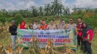 Mantap!! Desa Dusun Mudo Panen Perdana Jagung