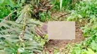 Geger!! Warga Nalo Tatan Sontak Heboh Mayat  Sudah Berbelatung Ditemukan di kebun Sawit