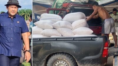 Gerakan Tanam Jagung Serentak Berhasil, Pemkab Merangin Jual Produksi Jagungnya ke Bulog