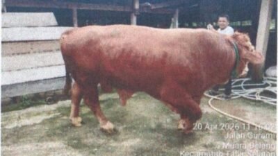 Desa Empang Benao Terima Sapi Kurban Bantuan Presiden Prabowo