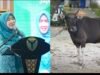 Hesnidar Haris Serahkan Hewan Kurban Dua Sapi Bagi Masyarakat Batang Hari dan Muaro Jambi