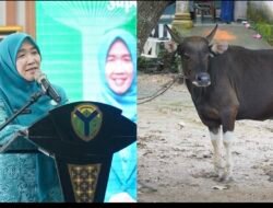 Hesnidar Haris Serahkan Hewan Kurban Dua Sapi Bagi Masyarakat Batang Hari dan Muaro Jambi