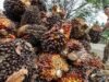 Bupati M. Syukur Minta Perusahaan Tak Turunkan Harga TBS, Ikuti Harga Pemerintah