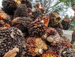 Bupati M. Syukur Minta Perusahaan Tak Turunkan Harga TBS, Ikuti Harga Pemerintah