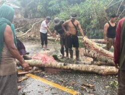 Tertimpa Pohon Tumbang Sedang Melintas, Satu Luka Luka Satu Tewas